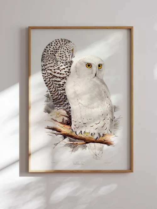 Edward-Lear-snowy-owl-poster-baykus-temali-duwart Edward Lear-Snowy Owl Poster
