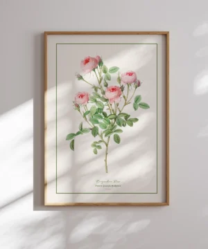 Pierre Joseph Redoute-Burgundian Rose Poster