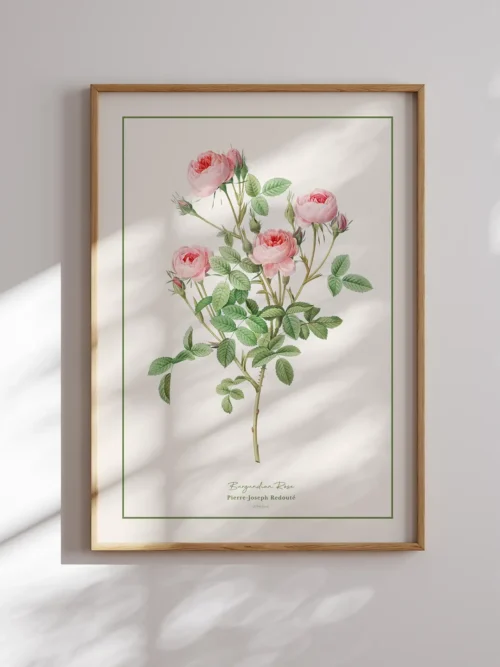 Pierre Joseph Redoute-Burgundian Rose Poster