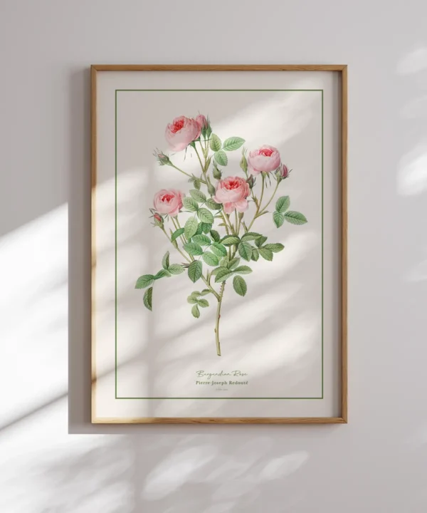 Pierre Joseph Redoute-Burgundian Rose Poster Pierre Joseph Redoute-Burgundian Rose Poster