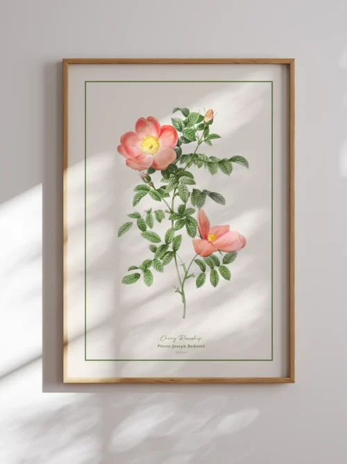 Pierre Joseph Redoute-Cherry Rosehip Poster