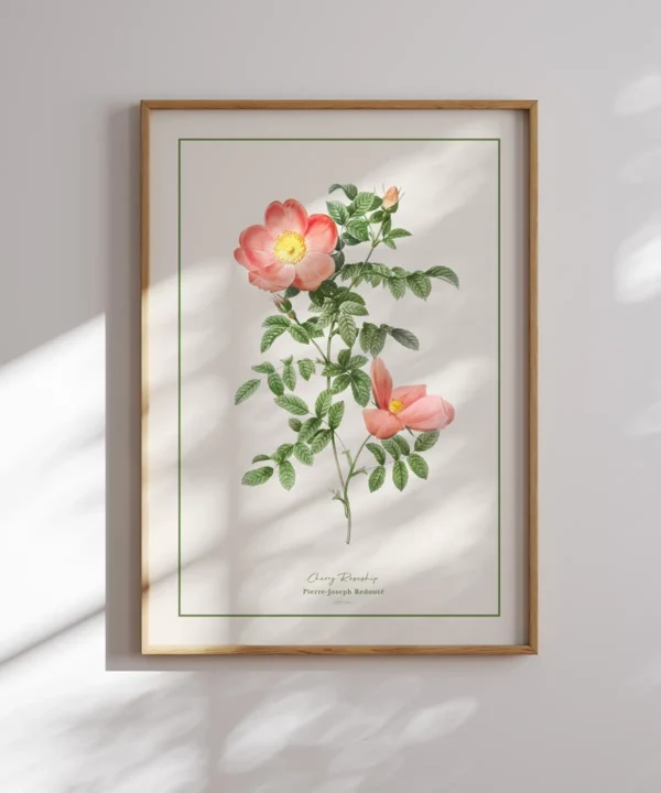 Pierre Joseph Redoute-Cherry Rosehip Poster Pierre Joseph Redoute-Cherry Rosehip Poster