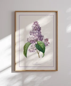 Pierre Joseph Redoute-Lilac Poster