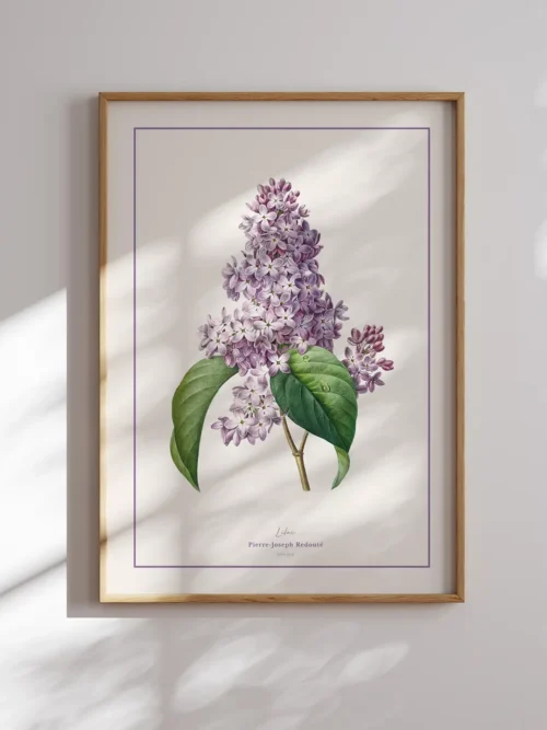 Pierre Joseph Redoute-Lilac Poster