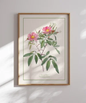 Pierre Joseph Redoute-Swamp Rose Poster