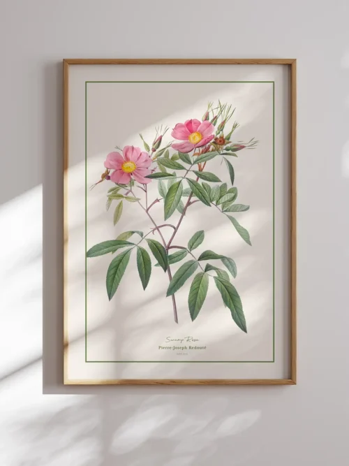 Pierre Joseph Redoute-Swamp Rose Poster