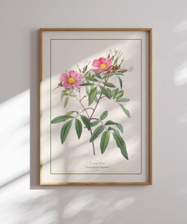 Pierre Joseph Redoute-Swamp Rose Poster Pierre Joseph Redoute-Swamp Rose Poster
